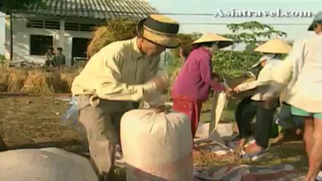Rice farm in the Mekong Delta Vietnam by Asiatravel.com