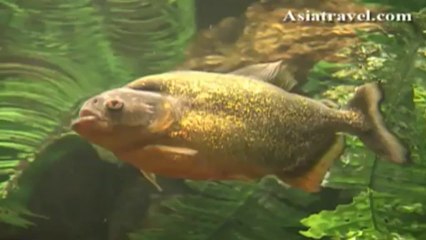 Underwater World, Singapore by Asiatravel.com