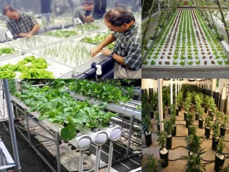 Hydroponic Growing Systems-High quality with less Effort