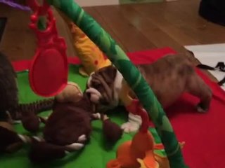 Puppy Bulldog Thinks He's the Boss!