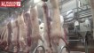 Visite du DRAAF : focus sur la production porcine Aveyron