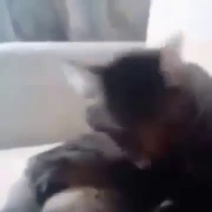 Kuyruğunu ısırdı diye kendini döven kedi