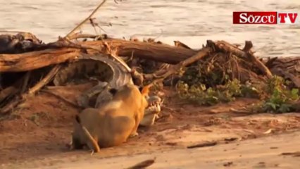 Aslan timsahı fena patakladı