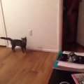Neye uğradığını şaşıran kedi