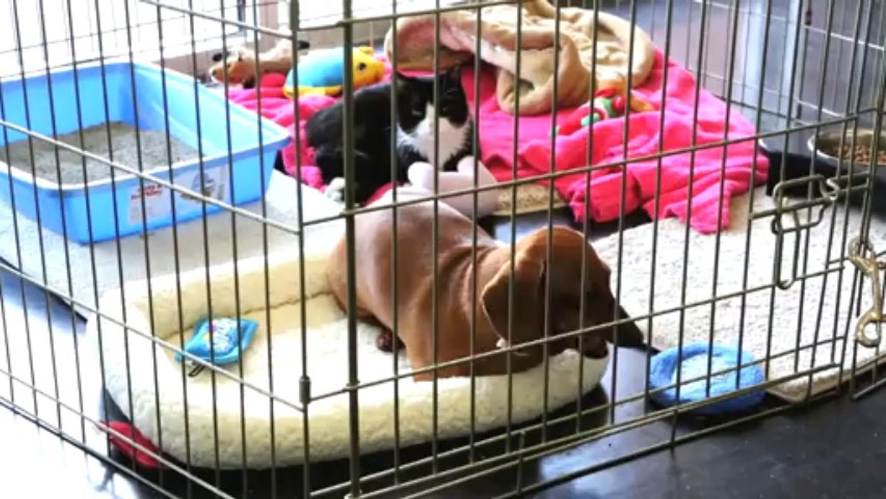 Chien abandonné et chat paralysé deviennent les ailleurs amis.