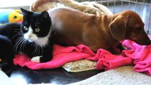 Abandoned Dog Is Best Friends With Paralyzed Cat