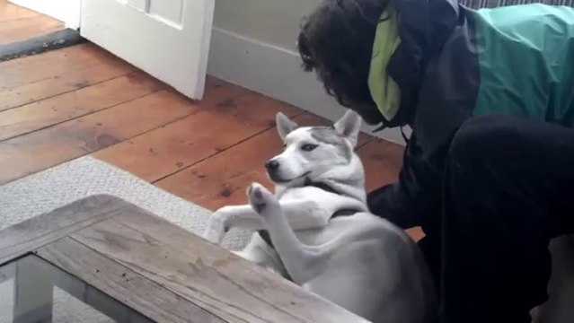 Un chien qui dit NON NON NON - Husky trop mignon!
