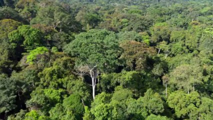 Chimpanzee 2012 720p BRRip x264 DUAL AAC-Malkocoglu-02