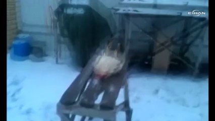 Rusya’da horoz ölü taklidi yapıyor