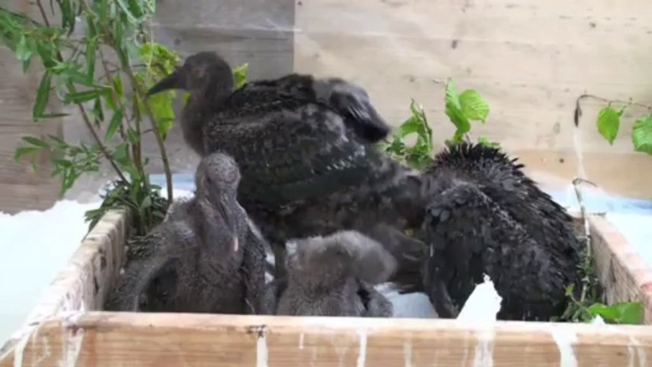 Clevere Kraftsparer: Das La-Ola-Wellen-Geheimnis der Zugvögel