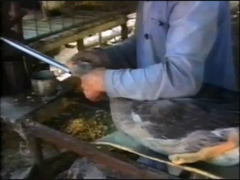 Ethics - Animal Medical Experiments