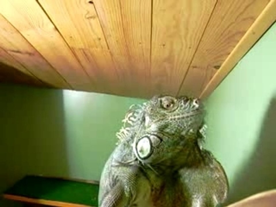 T - REX