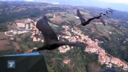 Pourquoi les oiseaux volent en «formation en V»...