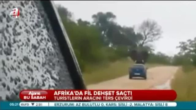 Güney Afrika'da Kızgın Fil Araca Saldırdı