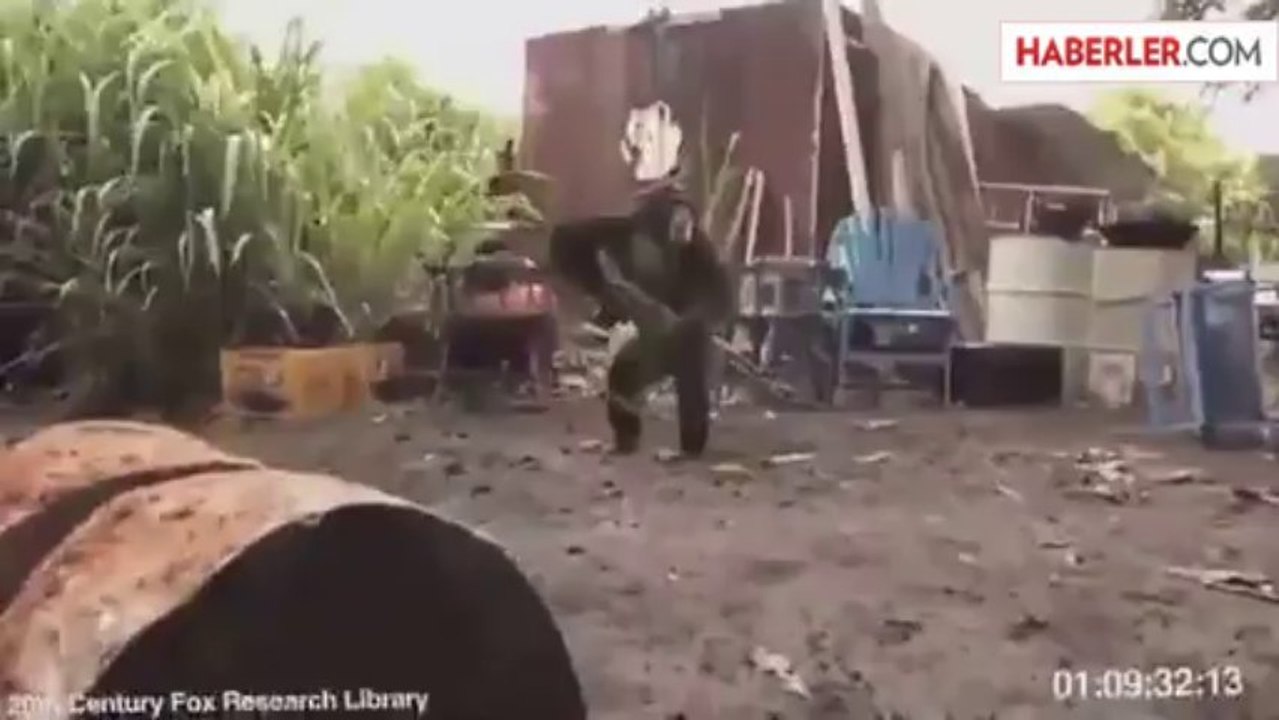 Eline Silah Verilen Maymun Ateş Ederse