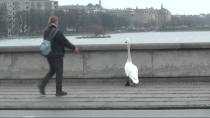 Danimarka'da Tellere Takılarak Düşen Kuğu, Trafiği Felç Etti