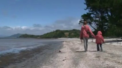 New Zealand beached whales euthanised