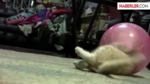 Meraklı Kedi Hamsterın Topuna Sıkıştı