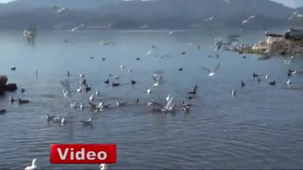 Akut Yaban Hayvanları İçin Yemleme Çalışması Yaptı