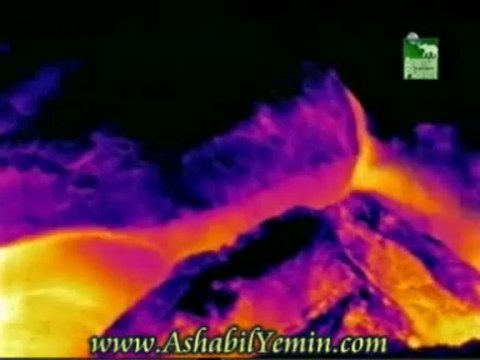 Yeşil kaplumbağa ve yavrular