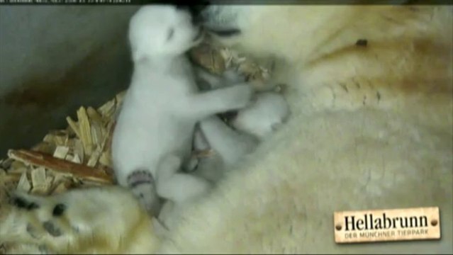 Des images uniques de deux bébés ours blancs