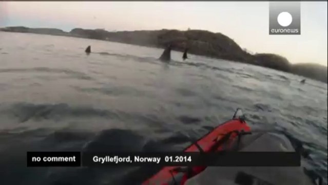 Norvège : un homme en kayak se retrouve nez à nez avec une baleine à bosse