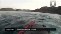 Norway: man in kayak has close encounter with Humpback whale