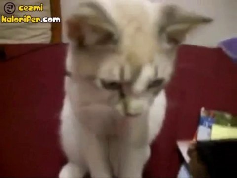 Bacak Bacak Üstüne Atan Kedi