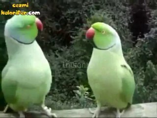 Muhabbet Bayağı Koyu :)