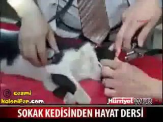 Kedi Ölen Eşine Kalp Masajı Yapıyor
