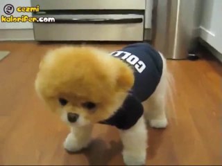 Yavru Ayı Kıvamındaki Köpek