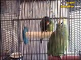 Dedelerin Şarkısını Söyleyen Papağan