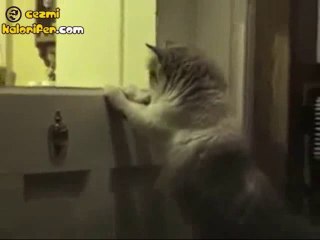 Kedi Kapıyı Kaç Kere Çalar:)