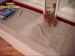 Aynada Kendini Gören Kedinin Dramı