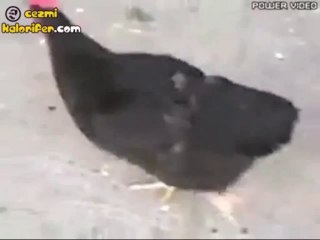 Hızlı ve Öfkeli Tavuk