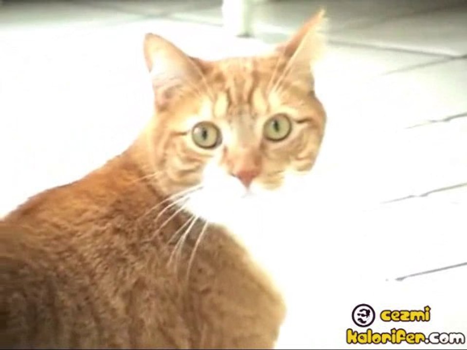 The Dramatic Cat (Tam Ekran İzleyin)