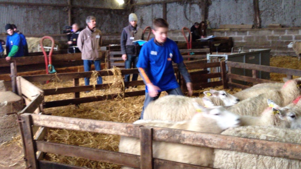 Les Ovinpiades des jeunes bergers