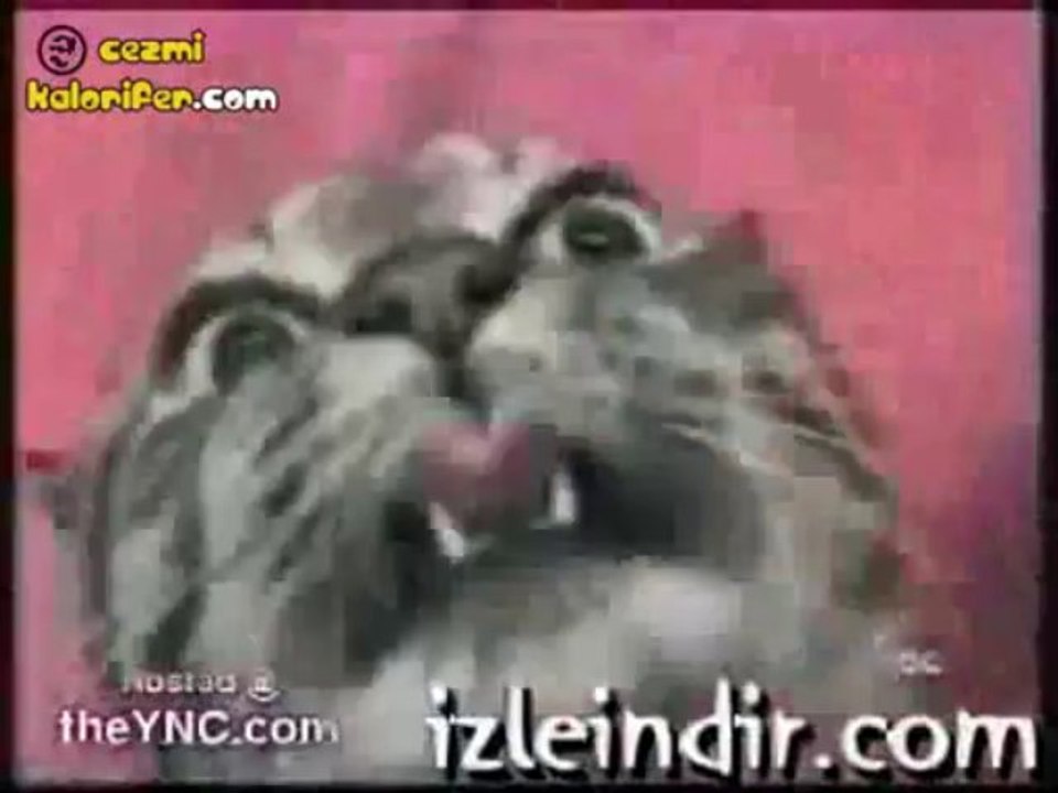 Spastik Kedi