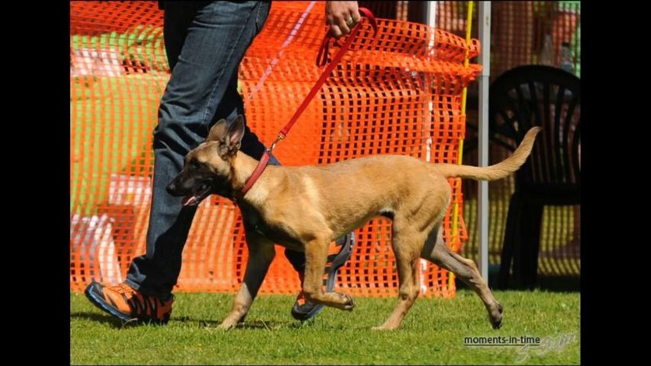 Be Aware Fleur @ VBSÖ-Klubsiegerschau 2013