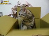 Mors Alfabesi Bilen Kedi Canını Senin :)