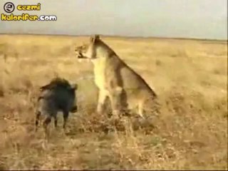 Domuz Eti Yemeyen Müslüman Aslan :)