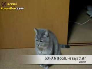 Bu Kedi Ne Anlatmaya Çalışıyor ?