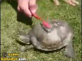 Saticfaction Kaplumbağa