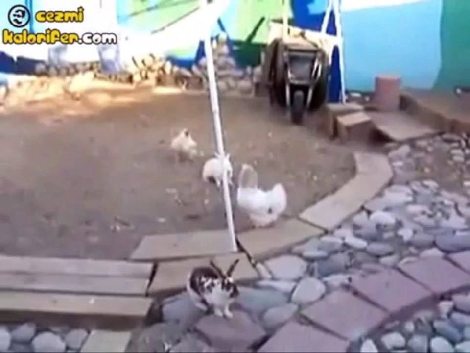 155 - Tavuk imdat !!