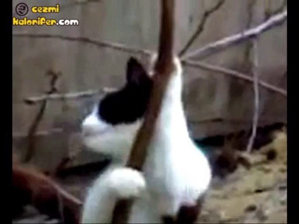Striptizci Kedi