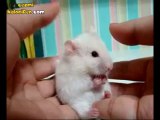Dramatik Hamster
