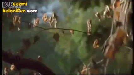 Dünyayı Bir Şahinin Gözünden Görmek İster misiniz?