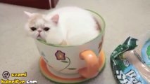 Bardağın İçine Girmeye Çalışan Kedi