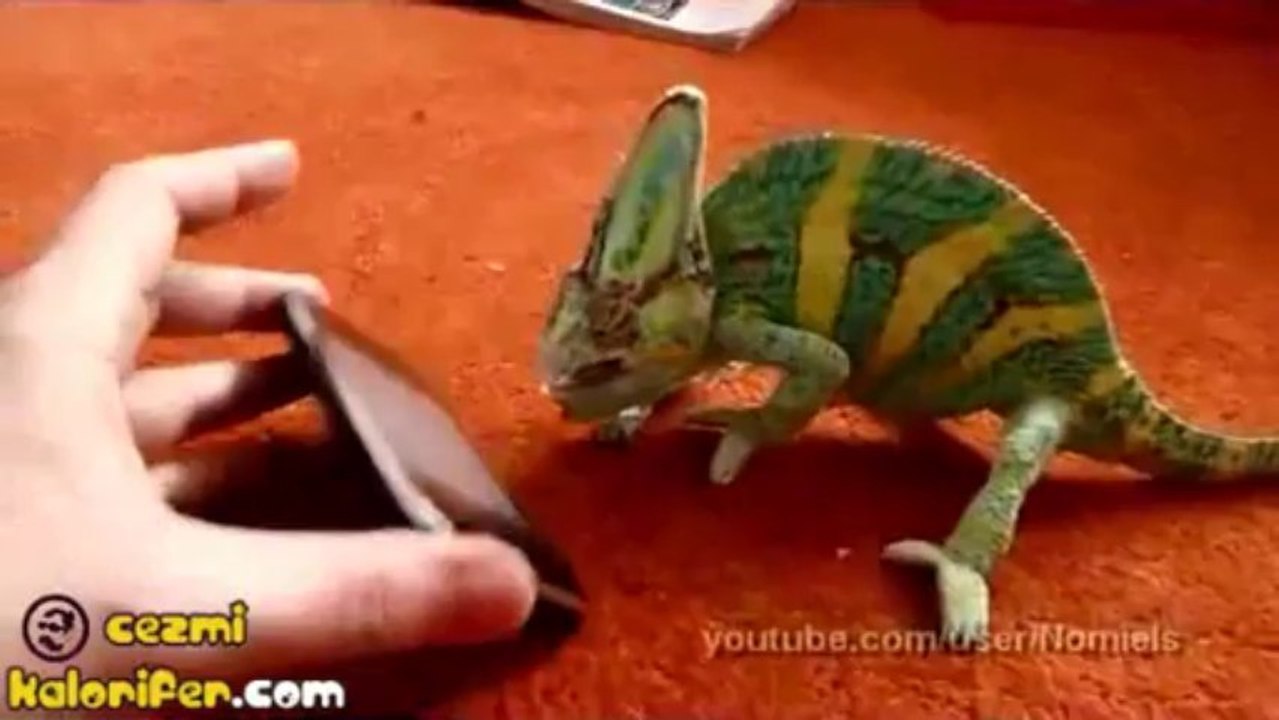 Iphone Gören Bukalemun