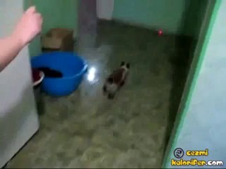 İşte Karşınızda Örümcek Kedi